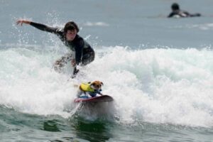 A Jack Russell terrier, known for its love of surfing, creates a splash along the beaches of Peru.