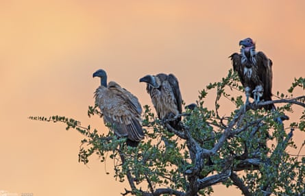 A recent study discovered that the population of birds of prey in Africa is declining.