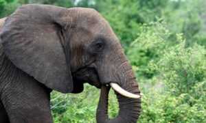 African elephant populations stabilise in southern heartlands