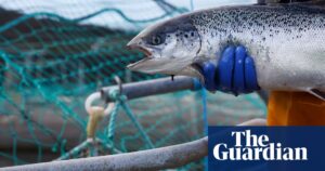 Charities denounce Scottish farmed salmon being labeled as organic, calling it "unacceptable greenwashing."