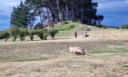A sea lion takes a walk across a golf course in Dunedin.