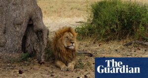 Lions are now killing less zebras because of a "chain reaction" caused by the presence of invasive ants.