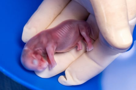 Only two northern white rhinos are left in existence. The first successful IVF pregnancy of this species may be their last hope for survival.