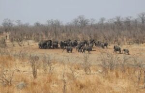 Over 160 elephants have perished in Zimbabwe, with a significant number still in danger.
