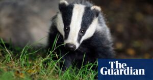 The report concludes that badger culls are not the most effective method for reducing bovine tuberculosis.