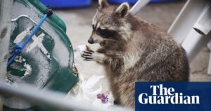 A mishap at a power utility caused a raccoon to knock out electricity in parts of Toronto, resulting in darkness for residents.
