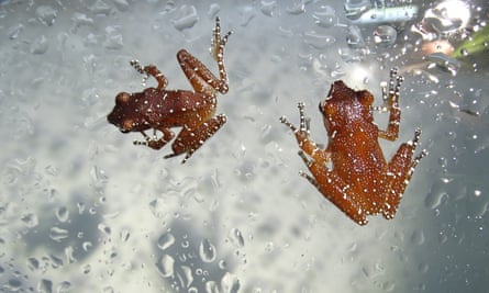 A UK breeding program has successfully reproduced a species of cinnamon-colored frogs that were previously considered to be in danger.