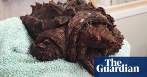 An alligator snapping turtle named Fluffy, known for its aggressive bite, was discovered in a lake in Cumbria.