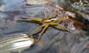 Dorset's bogs are being revived by leaky dams, attracting floating spiders and plants that consume insects.