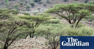 Scientists caution that poorly planned tree planting efforts in Africa could harm delicate ecosystems.