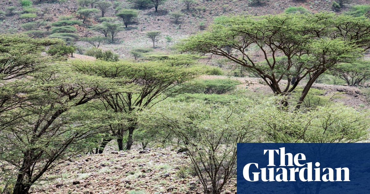 Scientists caution that poorly planned tree planting efforts in Africa could harm delicate ecosystems.