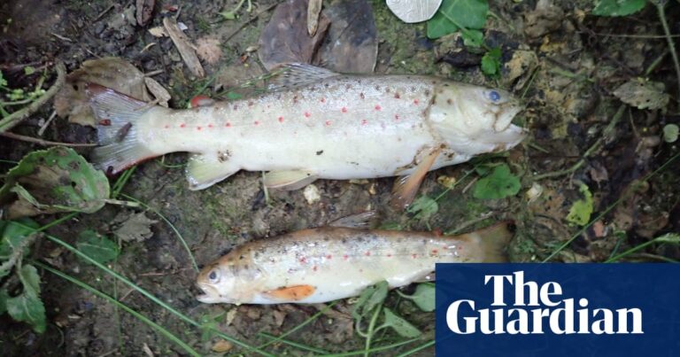 Southern Water was penalized with a fine of £330,000 for contaminating a stream, causing the death of 2,000 fish.