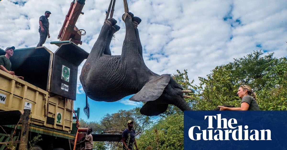 The death toll has increased to seven in the Malawi elephant relocation project, which has been connected to Prince Harry.