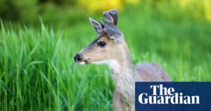 The province of British Columbia is taking action to prevent the spread of a deadly illness known as "zombie deer disease."