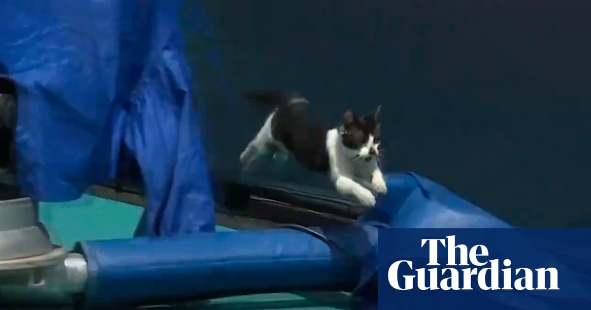 A feline interrupts a tennis match featuring Venus Williams at the Miami Open, captured on film.