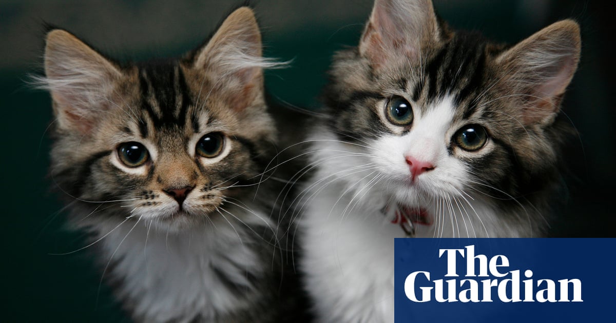 Charitable efforts have been made to find new homes for 300 cats belonging to a man in Canada who was struggling to care for them all.