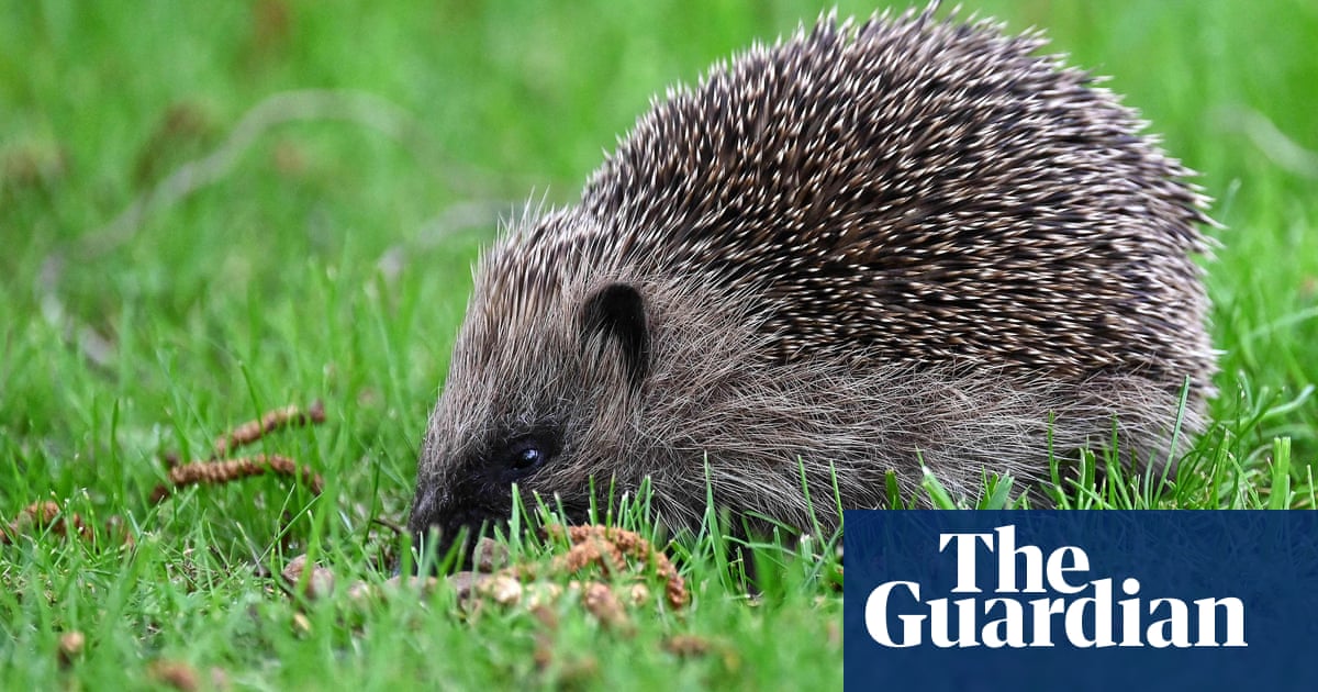 Innovative UK Project Utilizes AI to Monitor Hedgehog Populations