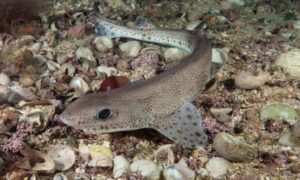 Retrieved from the ocean depths: 33,000 hours of bottom-dwelling fishing discovered in protected UK marine areas.