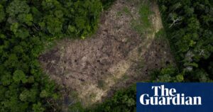 Colombian Amazon deforestation surges as armed groups tighten grip