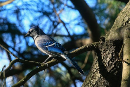 Bird on a branch