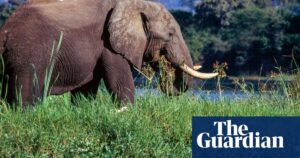 US tourist killed after bull elephant toppled safari vehicle in Zambia