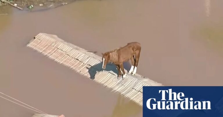 Brazil floods: horse stranded on roof is rescued as death toll rises to 107 people