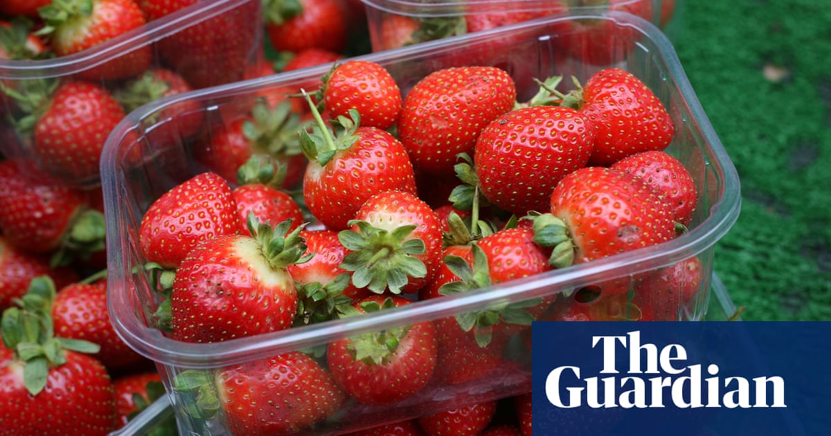 Juice: Wimbledon tennis fans may savour bigger strawberries after wet weather