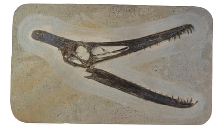 A pterosaur skull from the newly donated collection.