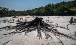 More than third of Amazon rainforest struggling to recover from drought, study finds