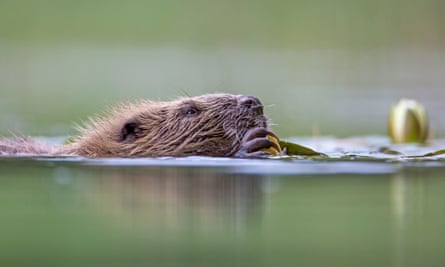 Beavers create habitat suitable for water voles in Scottish rainforest