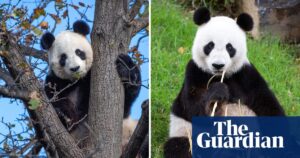 China’s panda promise to Adelaide put in black and white as human rights protesters bear witness