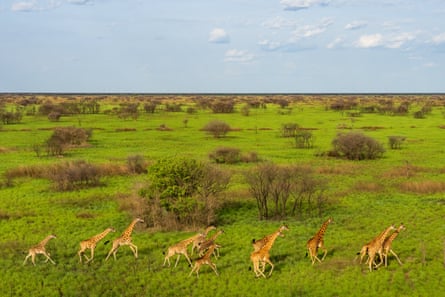 Giraffe in Boma and Badingilo national parks, South Sudan
