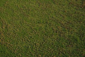 Migration of 6m antelope in South Sudan dwarfs previous records for world’s biggest, aerial study reveals