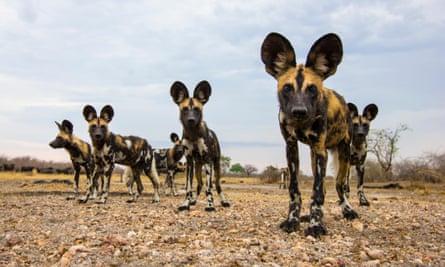 A pack of African wild dogs look into the camera