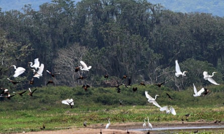 Rare birds at risk as narco-gangs move into forests to evade capture – report