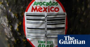 US avocado inspectors stop work in Mexican state over ‘security situation’