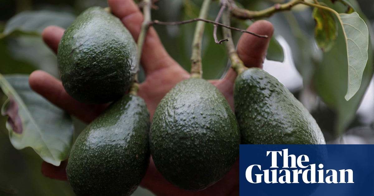 US inspections of Mexican avocados to resume after suspension over assault of inspectors