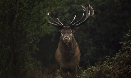 ‘Rewilding is farming’s most natural ally’ … a red deer stag in a still from Wilding