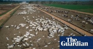 Brazilian rancher ordered to pay $50m for damage to Amazon