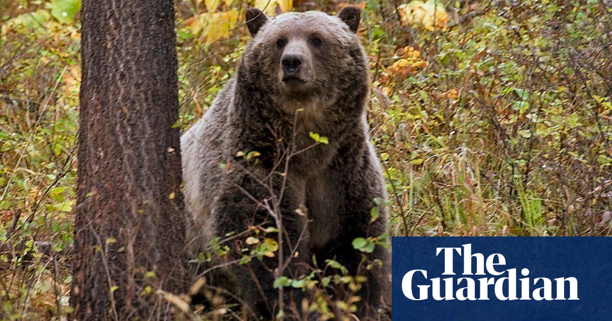 Canada: grizzly bear hunting quietly reinstated in Alberta