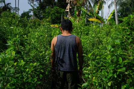 A worker in a vest seen from the back between coca plants