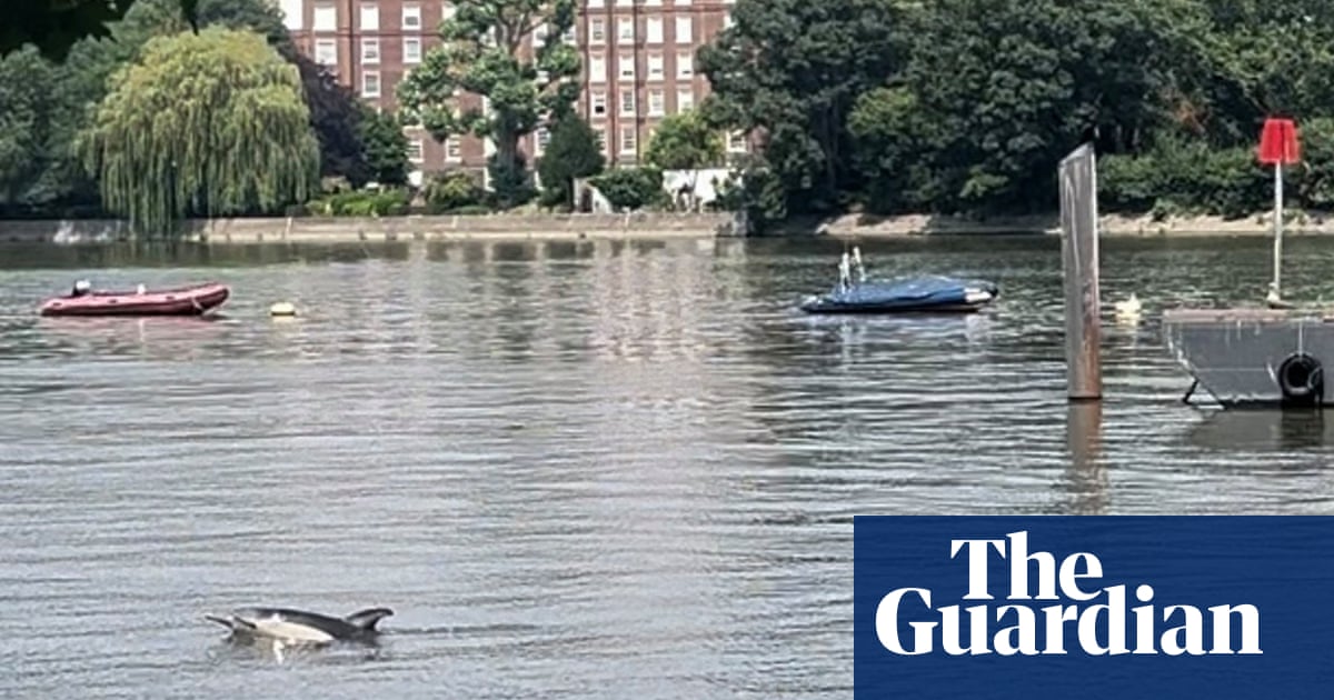 Charity appeals for people to stay away from dolphin in Thames