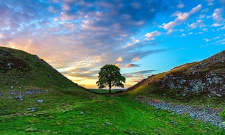 The tree at Sycamore Gap, with atmospheric skies behind.