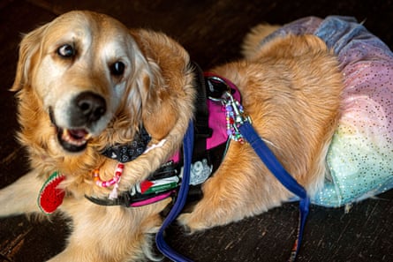 A golden retriever with a skirt