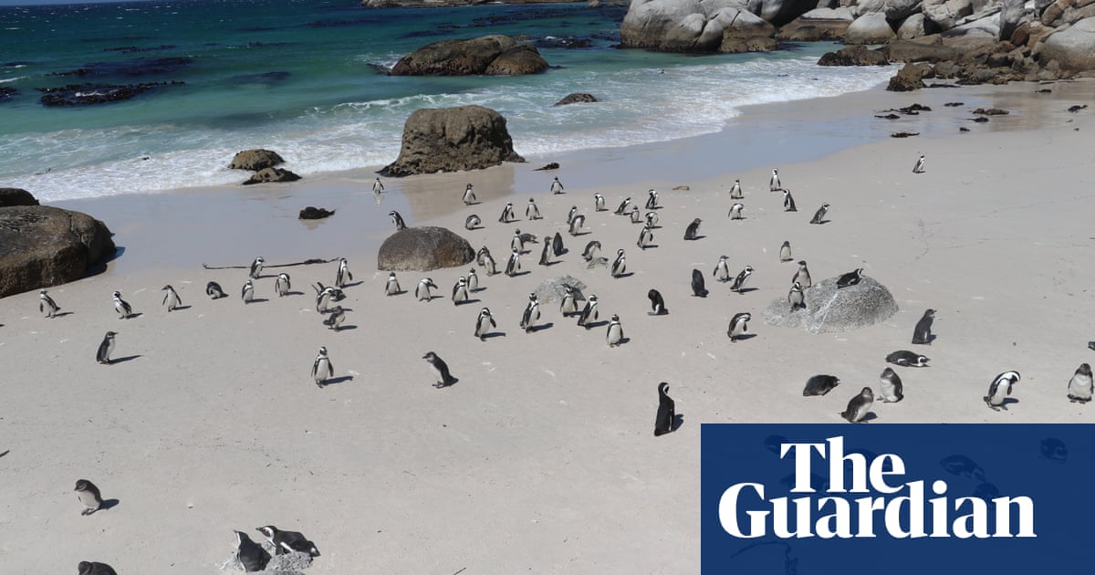 Minister seeks legal settlement in case of South Africa’s imperilled penguins