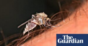 Outbreak of Oropouche virus in Brazil should be a ‘wake-up call’, say experts