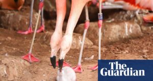 Pair of Chilean male flamingos hatch egg at Devon zoo