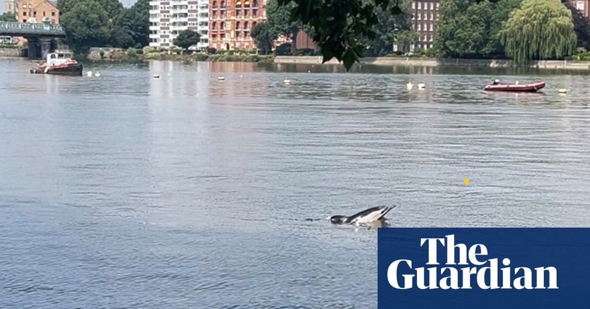 Two dolphins found dead on banks of Thames in London