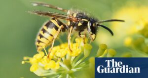 UK failing to monitor apparently falling wasp populations, expert warns