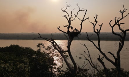 Jaribu storks are silhouetted in their nest in a burned and blackened tree by a lake as smoke rises above the horizon